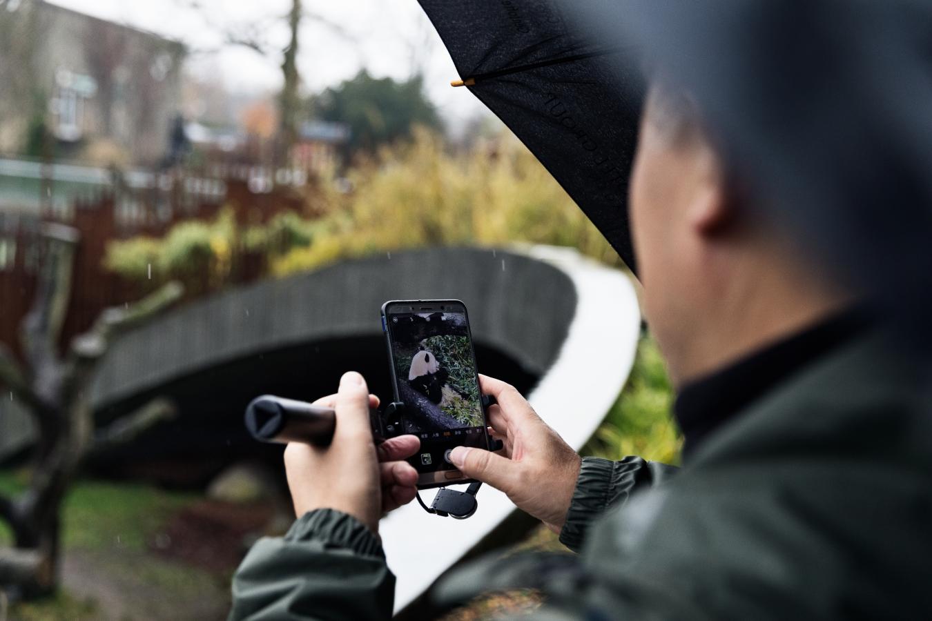 Chinese and Zoo panda