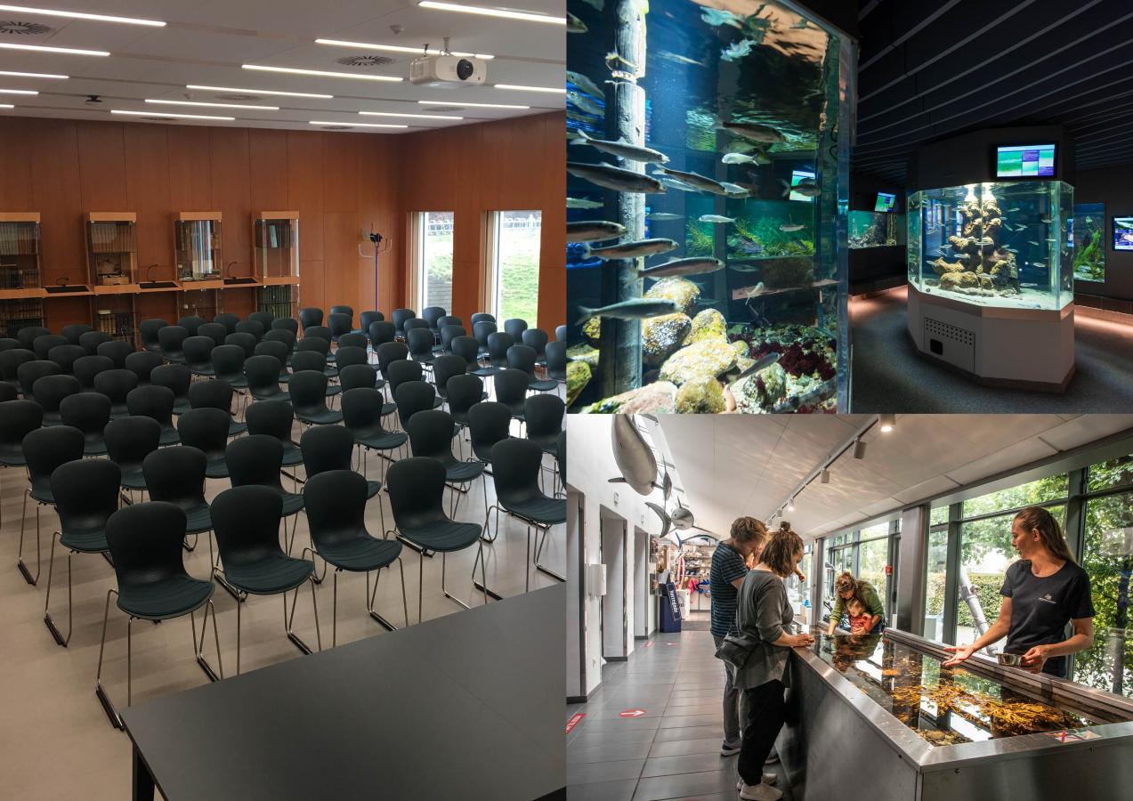 the øresund aquarium elsinore meetings events