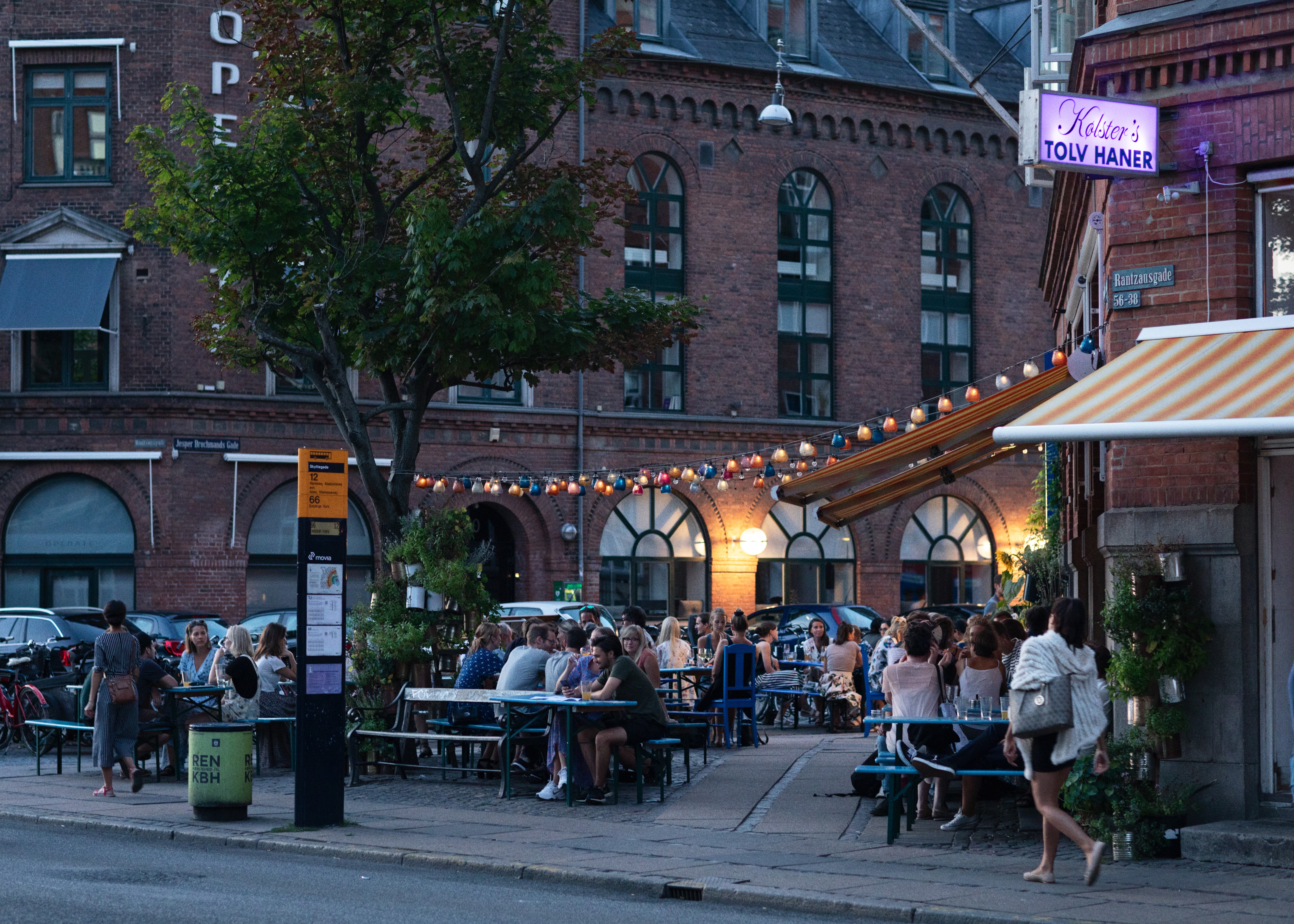 Kølsters tolv haner 