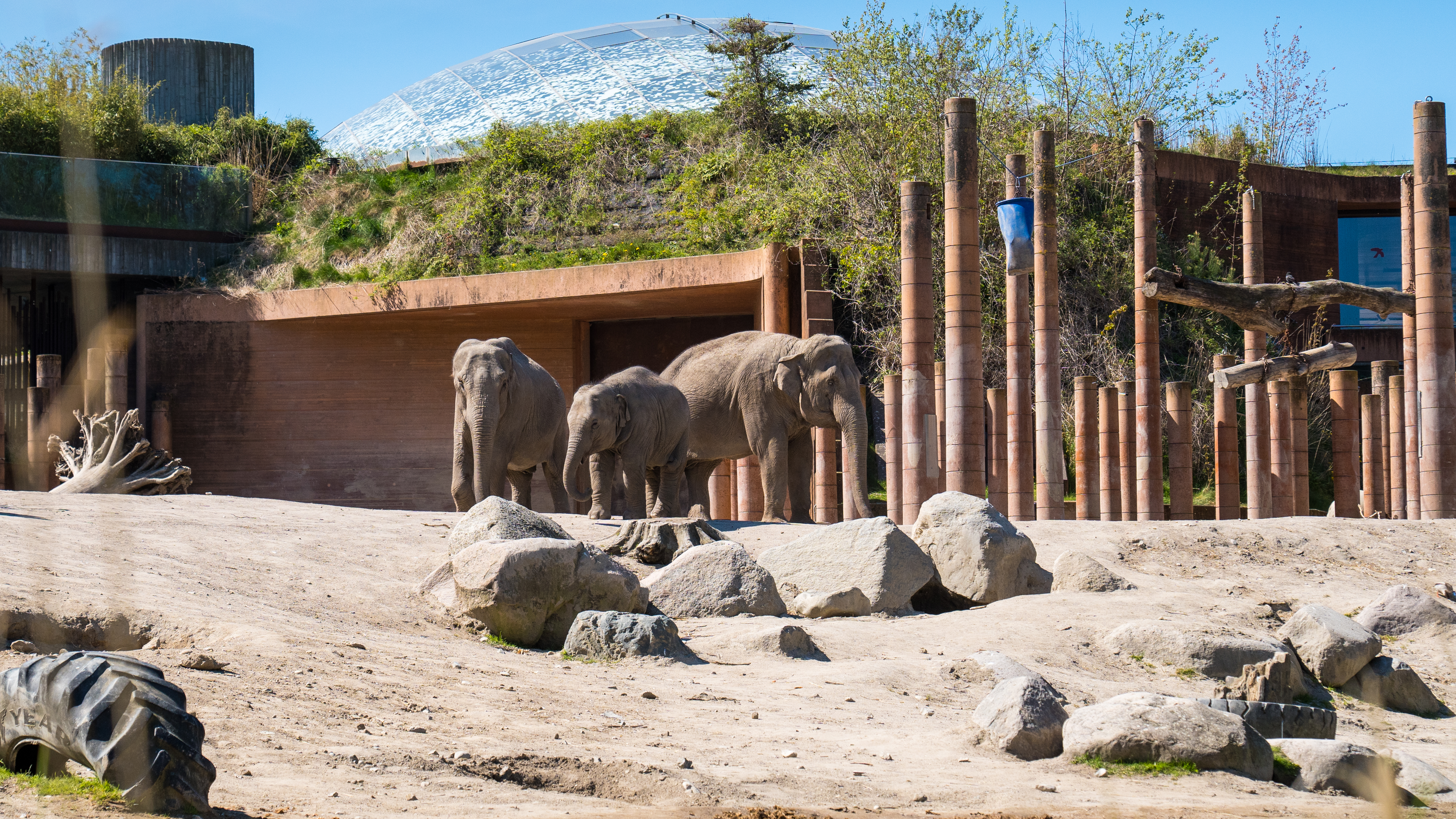 Københavns Zoo elefanter