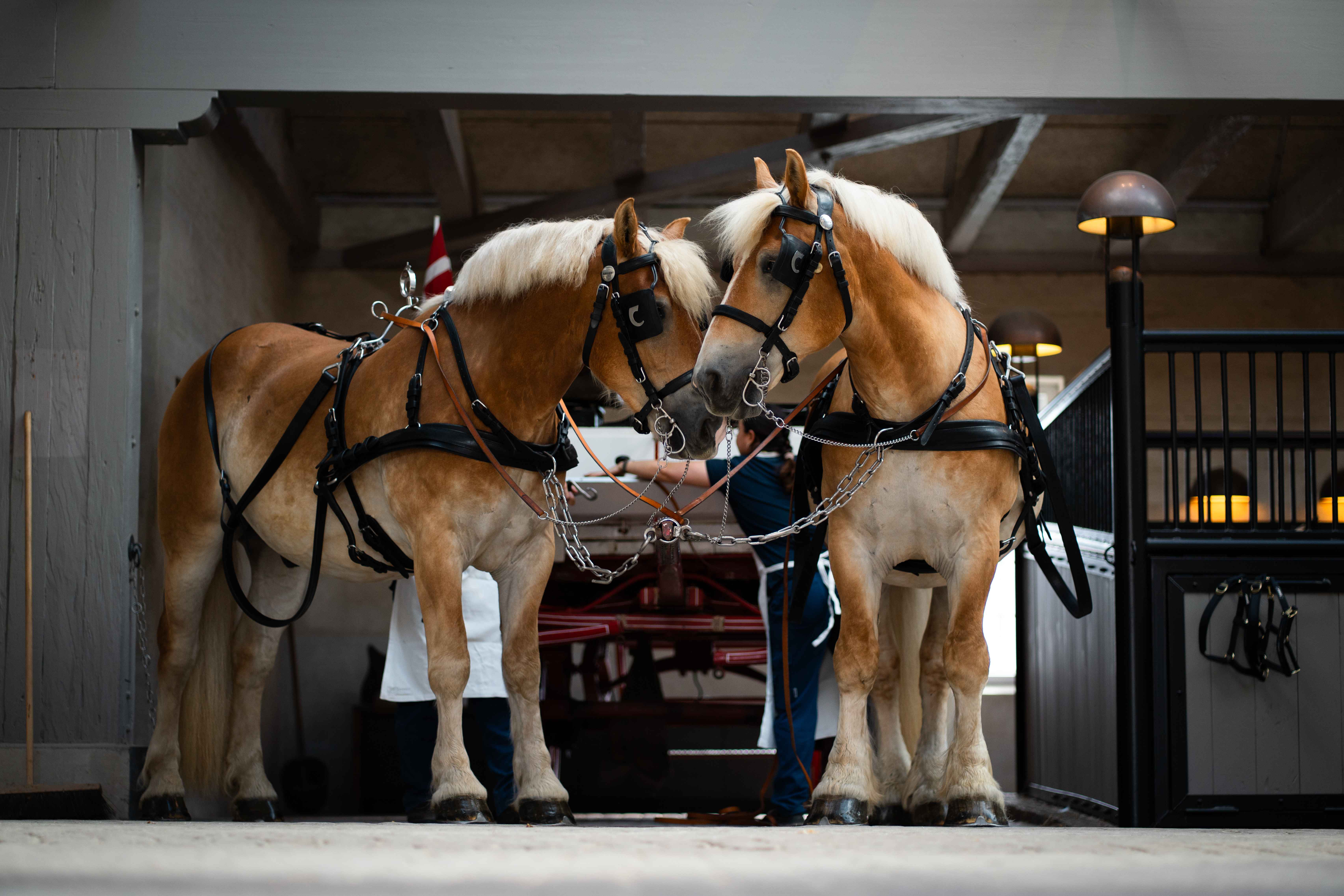 Home of Carlsberg bryggerheste