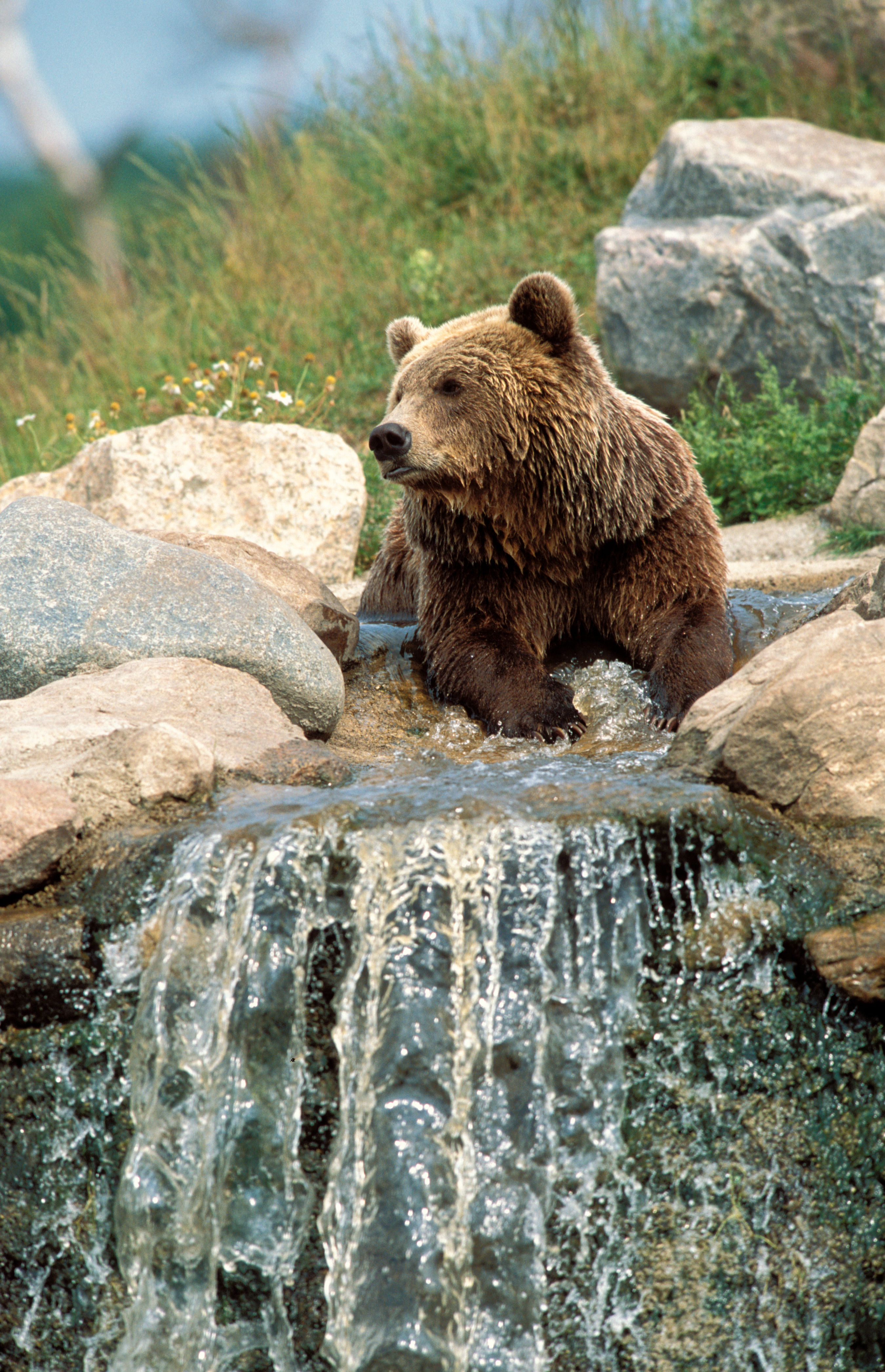 Skandinavisk Dyrepark