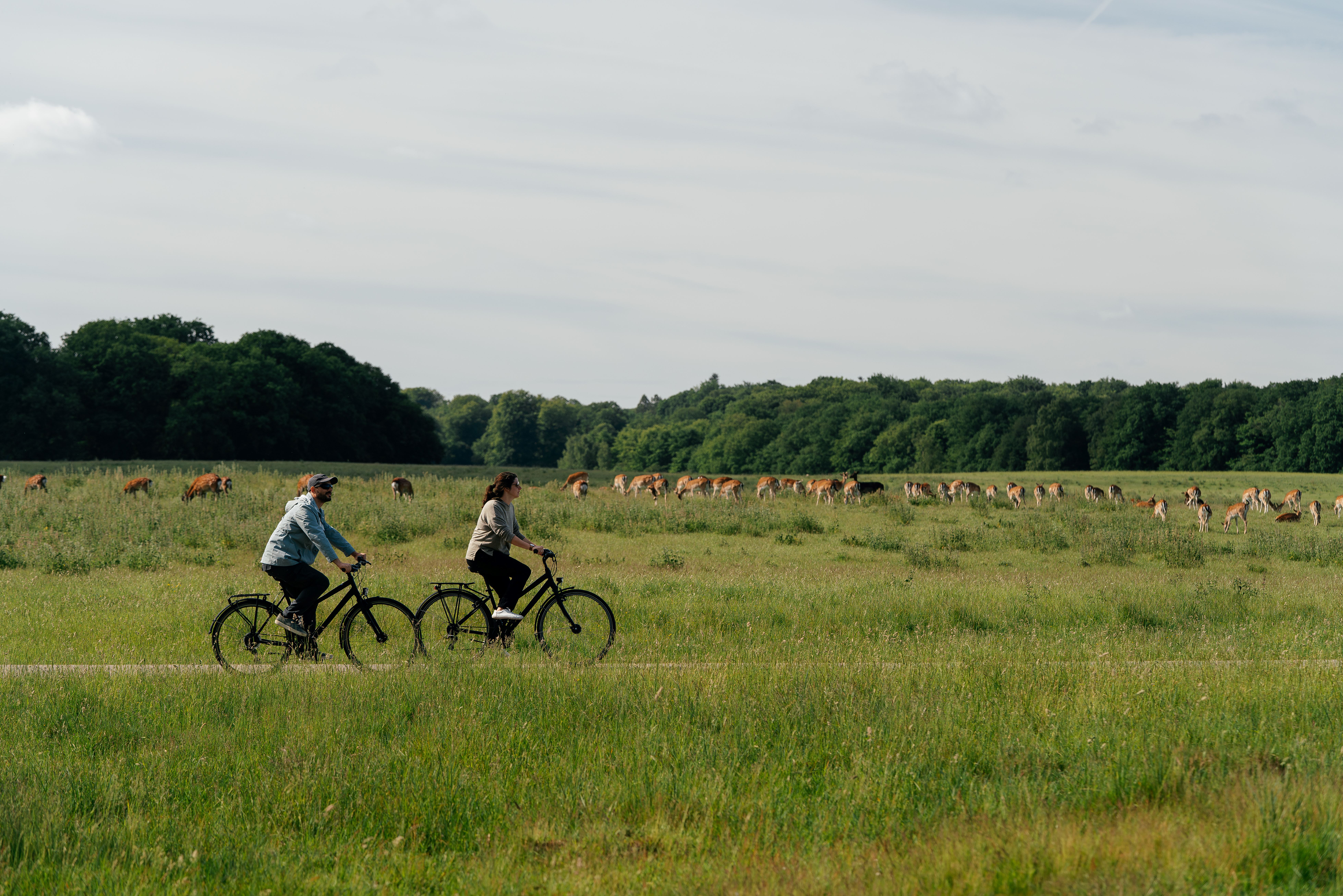 Dyrehaven biking