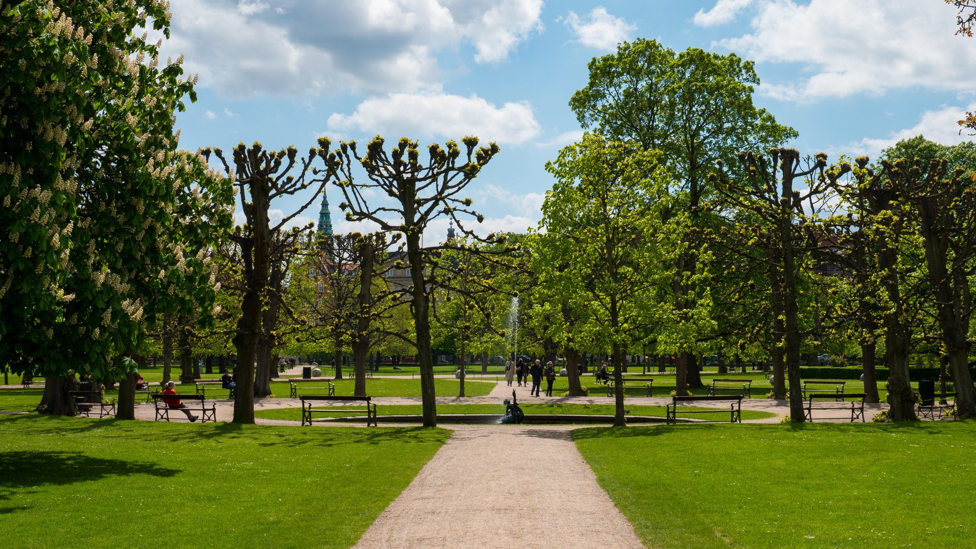 Daniel Rasmussen Trees