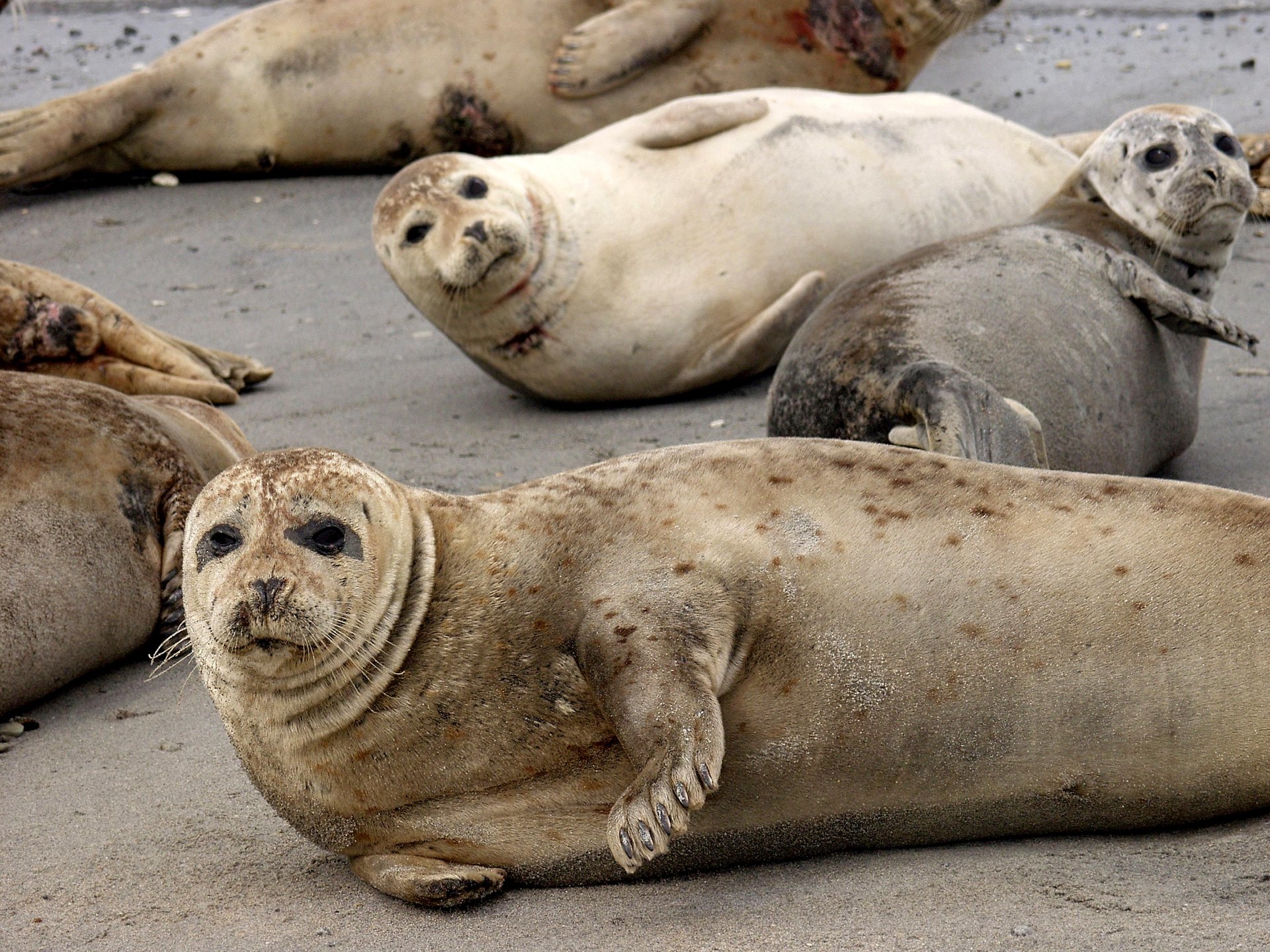 Seals relaxing along the coast in the Wadden Sea National Park