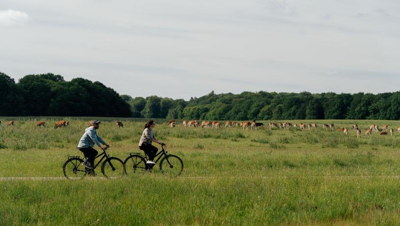 Dyrehaven biking