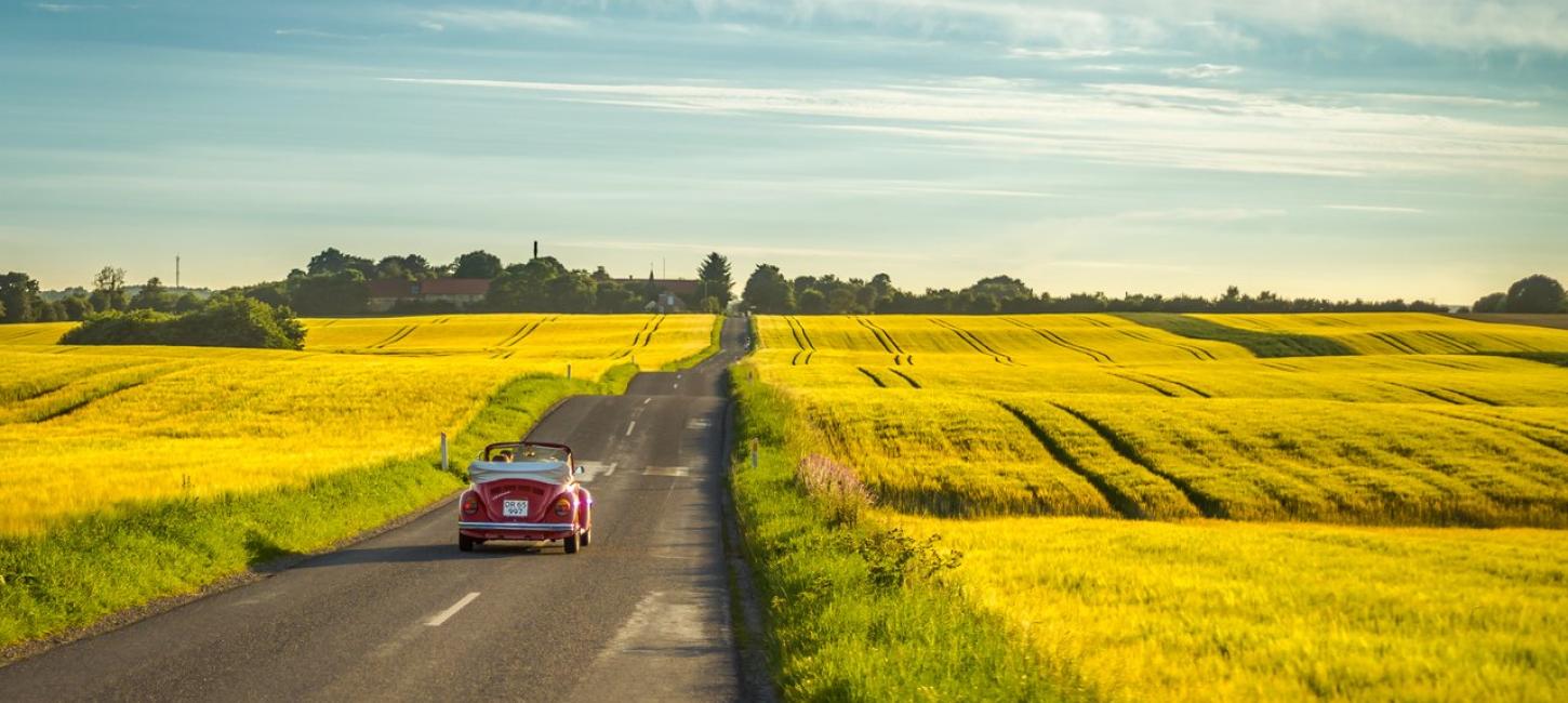 Yellow Field | Aarhus