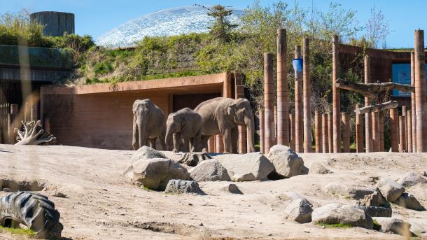Københavns Zoo elefanter