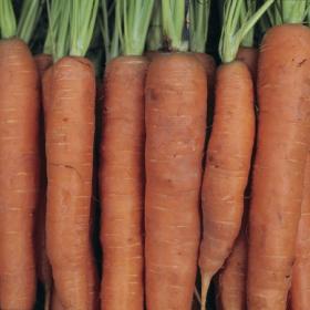 Carrots