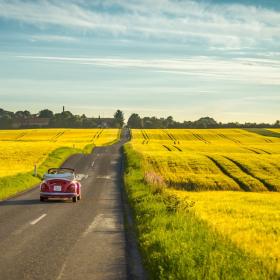 Yellow Field | Aarhus