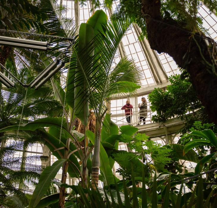 Botanisk have