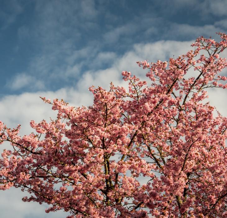 Blossom spring